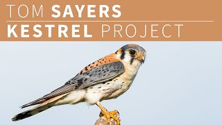 Tom Sayers  American Kestrel Box Program