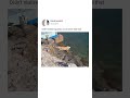 Unexpected Swimmer: The Iguana That Surprised Everyone 🦎🌊 #viral