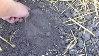 картинка: До чого приводить мінімальний обробіток грунту.