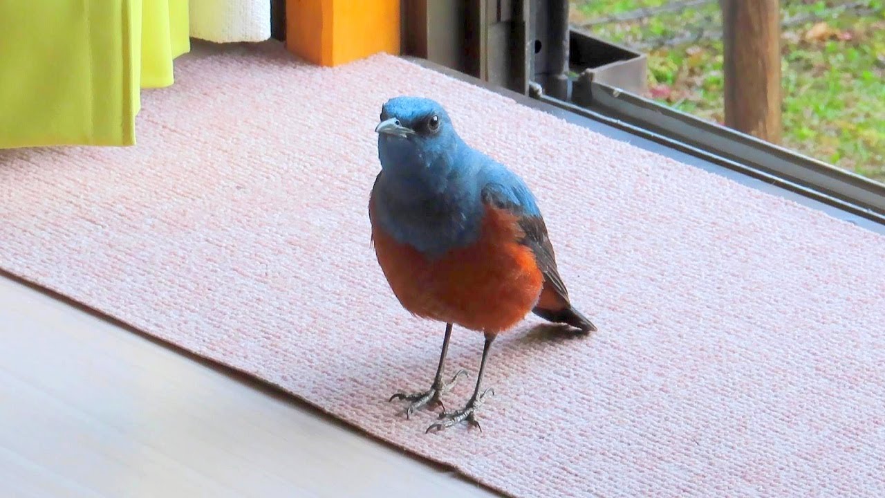 Исомару, синий скальный дрозд - вторжение!