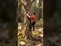 Tiny Tree Climbing Gone Wrong 😳 Slipped but Still Made It! #miniatureworld #youtubeshorts #tinyworld