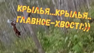 Летающая собака.Мгновение перед полетом. Летающая собака.Мгновение перед полетом.