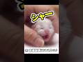 【💢シャー威嚇】🤬『くせもの‼️』生まれて初めて人間に触られて一丁前にブチ切れる赤ちゃん子猫🤭　#shorts #子猫 #威嚇