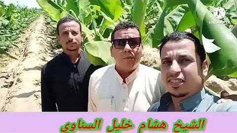 تلاوة في غاية الروعة والجمال بصوت الشيخ هشام خليل السناوي