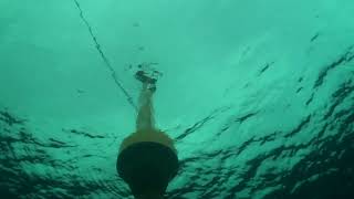 SHARK LISTENING STATION TO BE INSTALLED OFF BALMORAL BEACH