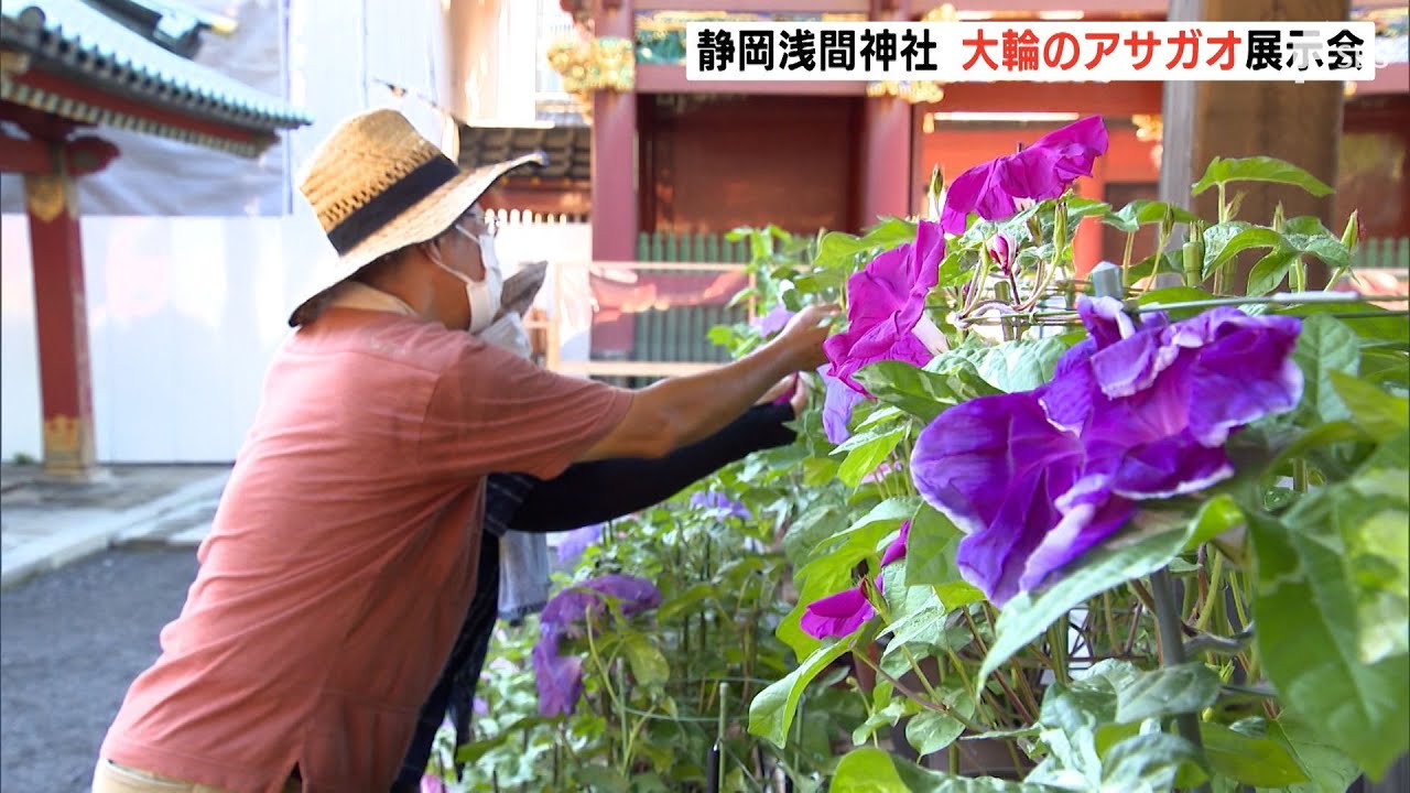 直径20センチを超えるアサガオの花 愛好家が丹精込めた250点の「大輪