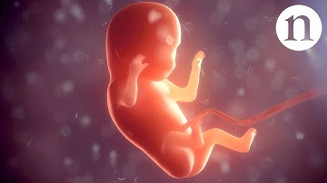 Building a baby: The first two weeks