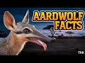 10 cool facts about Aardwolfs