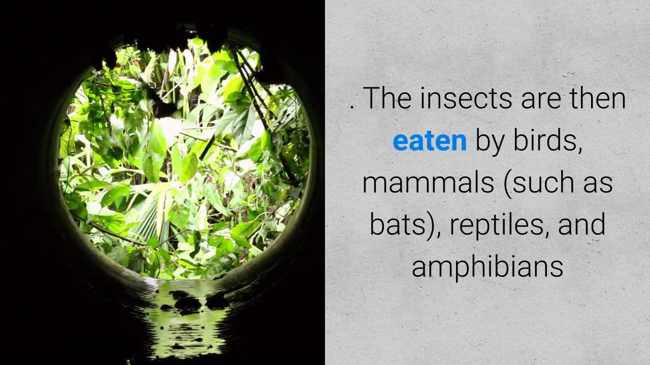 The Importance of Wildflowers by Tilly YouTube