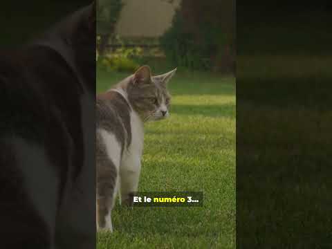 Ce geste rend votre chat TRĂS heureux #chat #bienetrechat #conseilschat