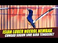 Murai MAIN NGOTOT Muntah isian tembakan mewah - cungkok - lovebird - sogon - tenggeret | shama bird