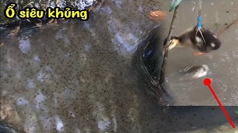 Câu cá lóc bằng vịt con, nước ngập toàn ổ cá khổng lồ quá hấp dẫn