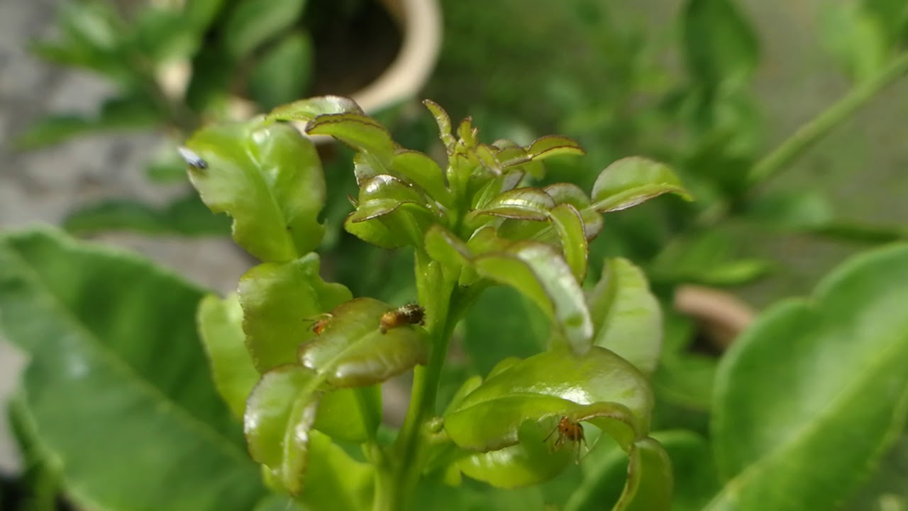 Ants on kaffir lime plant Part 4 