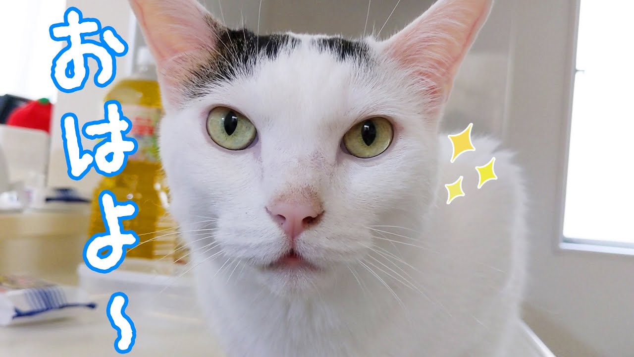 パパとママに挨拶してから寝る賢いお喋り猫チロさん