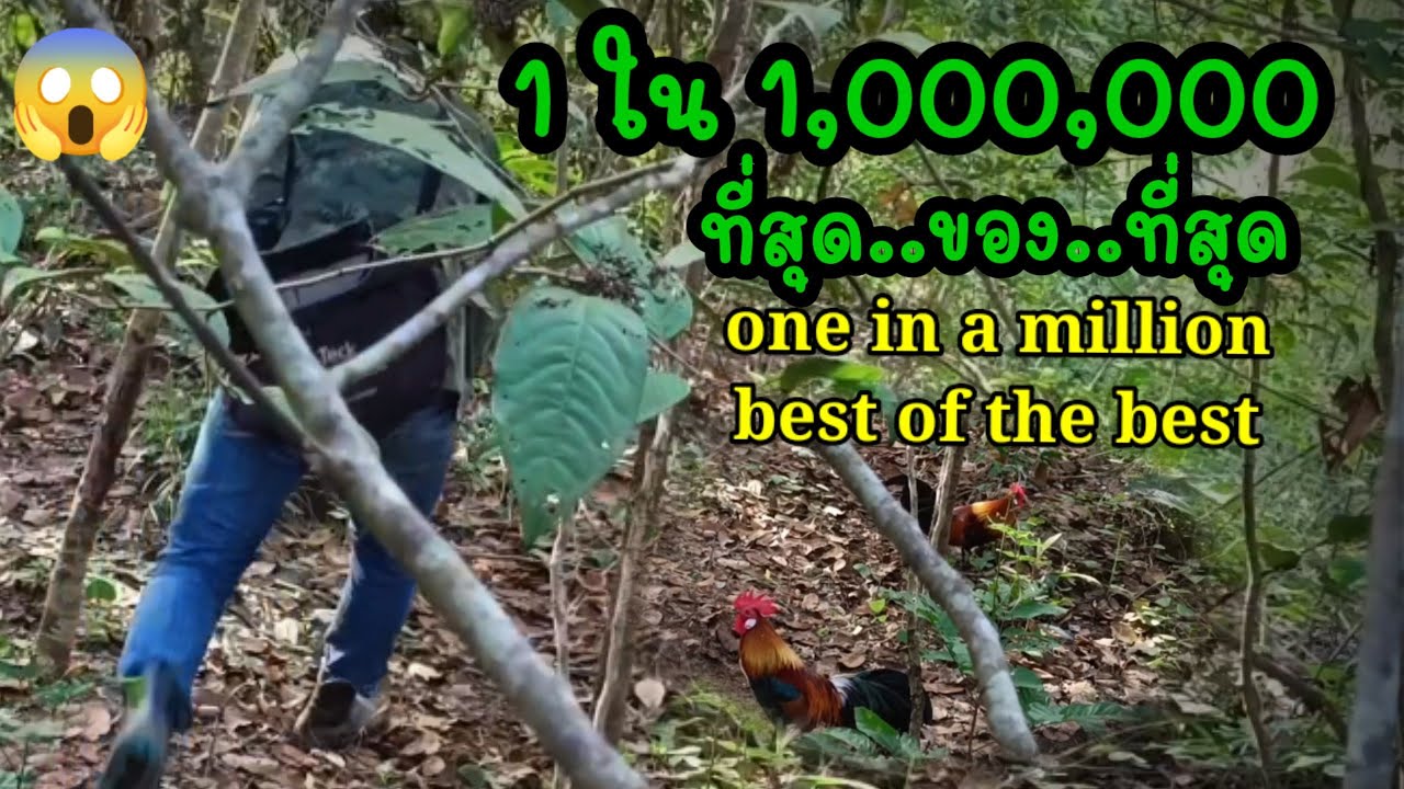 ต่อไก่ป่า ep51.1ใน1,000,000 ที่สุดของที่สุด..เเทบไม่เชื่อ..เป็นไปได้ยังไง#ต่อไก่ป่า #ธรรมชาติ #มาแรง