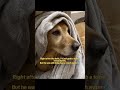 It really was just a small mistake😭 #usa #dogmom #petcare #ad #sponsored