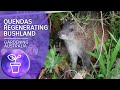 Quendas – cute little marsupials that help regenerate bushland and reduce fuel loads.