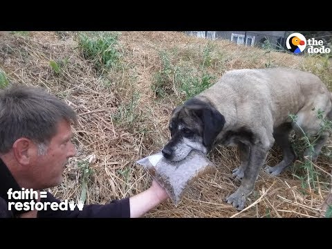 Video: Kućni ljubimac: Pas lutalica pomaže uštedjeti 3-godišnju djevojku, Walrus je pronašao 2000 milja od kuće