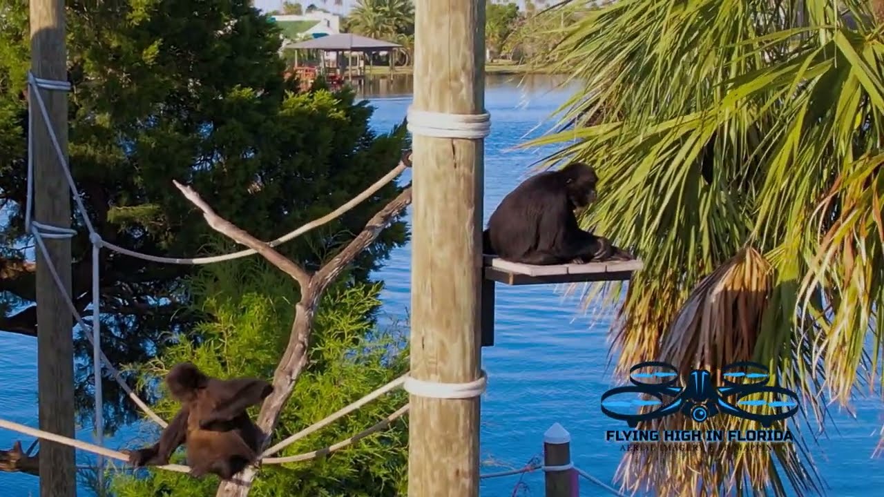 🐒🎥 Monkey Island Update