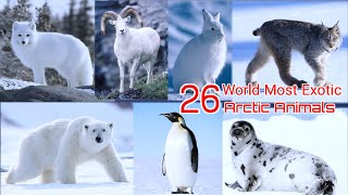 26 EXOTIC ARCTIC ANIMALS | BEAUTIFUL ARCTIC ANIMALS | EXOTIC WINTER ANIMALS by lias abchouse 1,957 views 3 years ago 3 minutes, 27 seconds