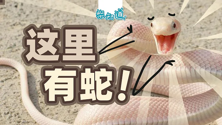 How to save your life after being bitten by a poisonous snake? - 天天要闻