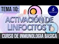 Activación y Diferenciación de Linfocitos T | Sinapsis Inmunológica - Subgrupos de Linfocitos T