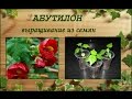 Абутилон (комнатный клен) - выращивание из семян, от посева до цветения