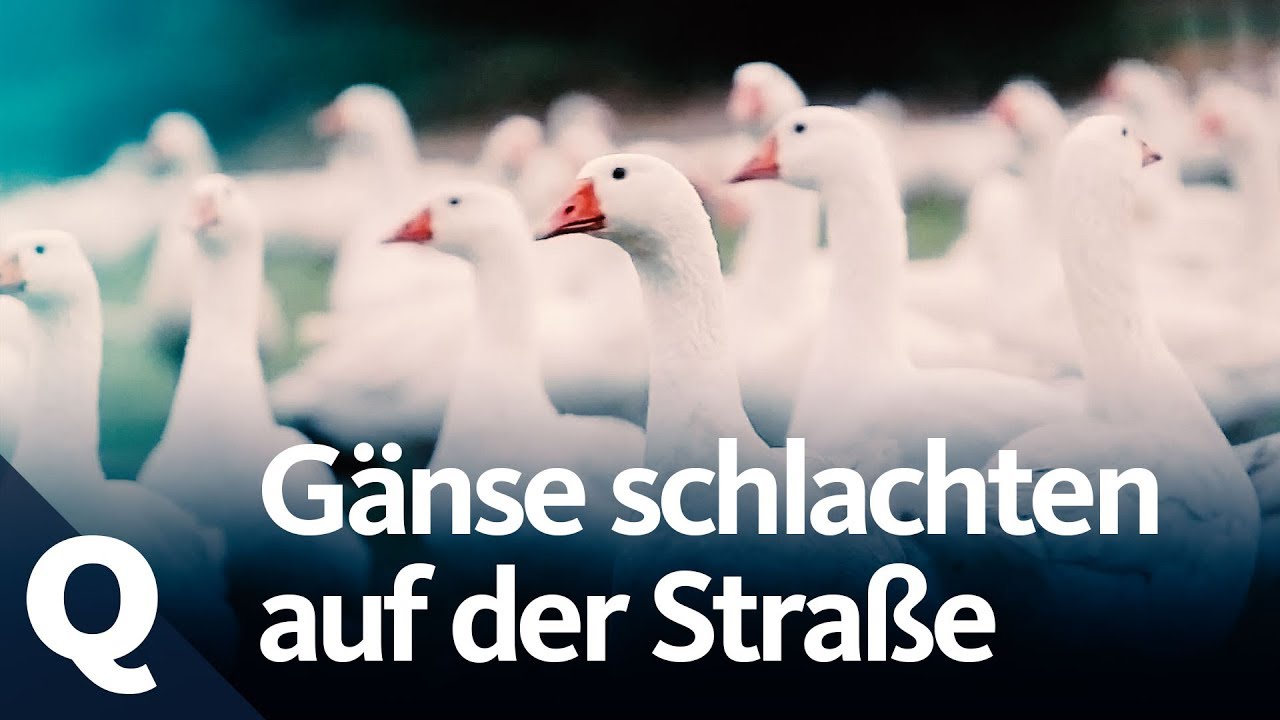 New Experiment: So reagieren Passanten aufs Tiere-Schlachten | Quarks