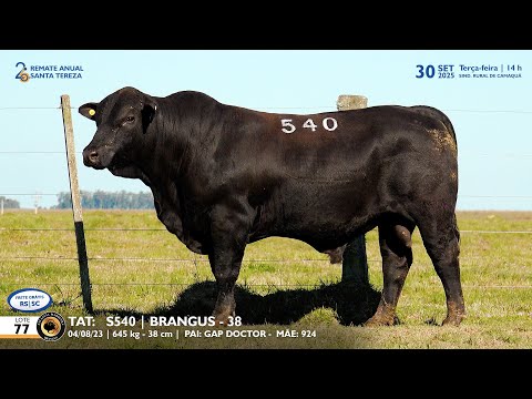 LOTE 77 TAT S540 BRANGUS Est  Madrinha