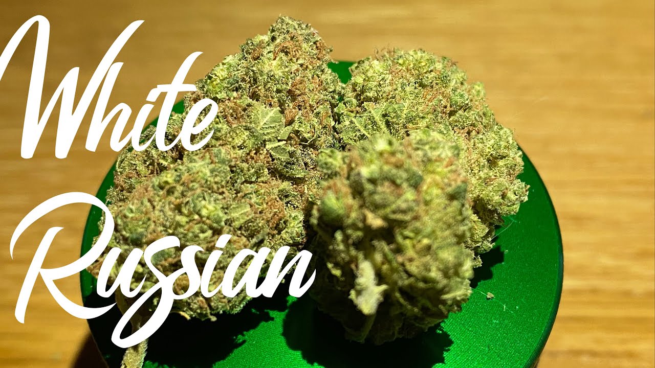 1996 Classic White Russian Strain Review.