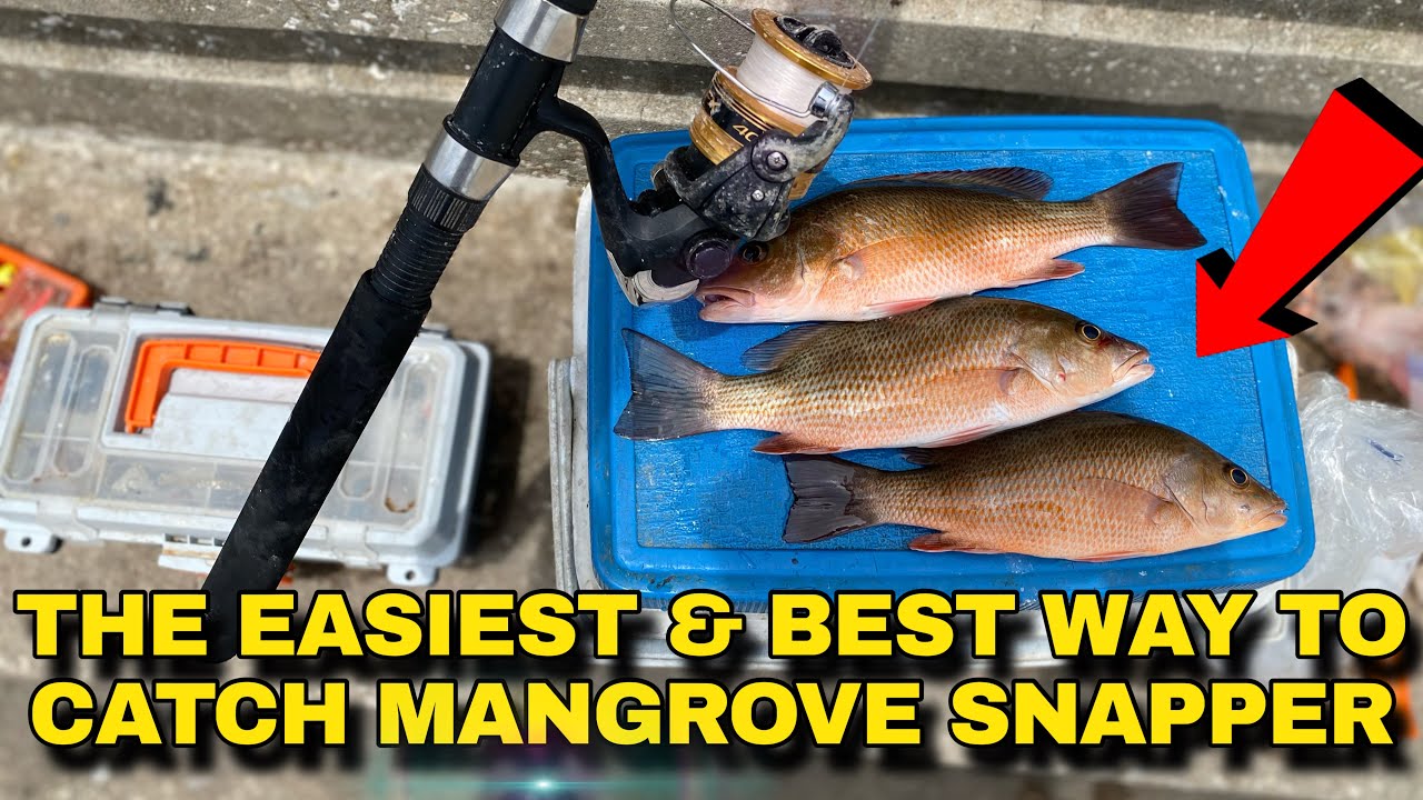 The EASIEST & BEST way to Catch MANGROVE SNAPPER 