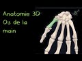 Description anatomique 3d des os de la main naturosoutien