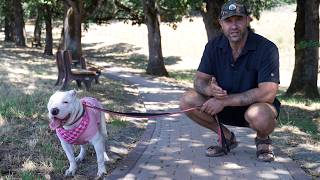Cass is a half blind, totally deaf albino Shar Pei mix and our first meeting had me a little nervous