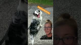 Craigslist Dog’s DNA Decoded by Embark