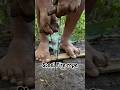 Fire Rope, Rubbing a steel ribbon rope on bamboo #bushcraft #experiment