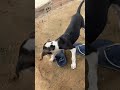 Watch the end #threecats #dog #funnyvideo