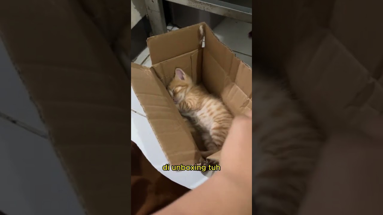 Unboxing Kucing Oyen 