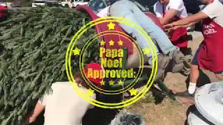 How to bail a Christmas tree 101.