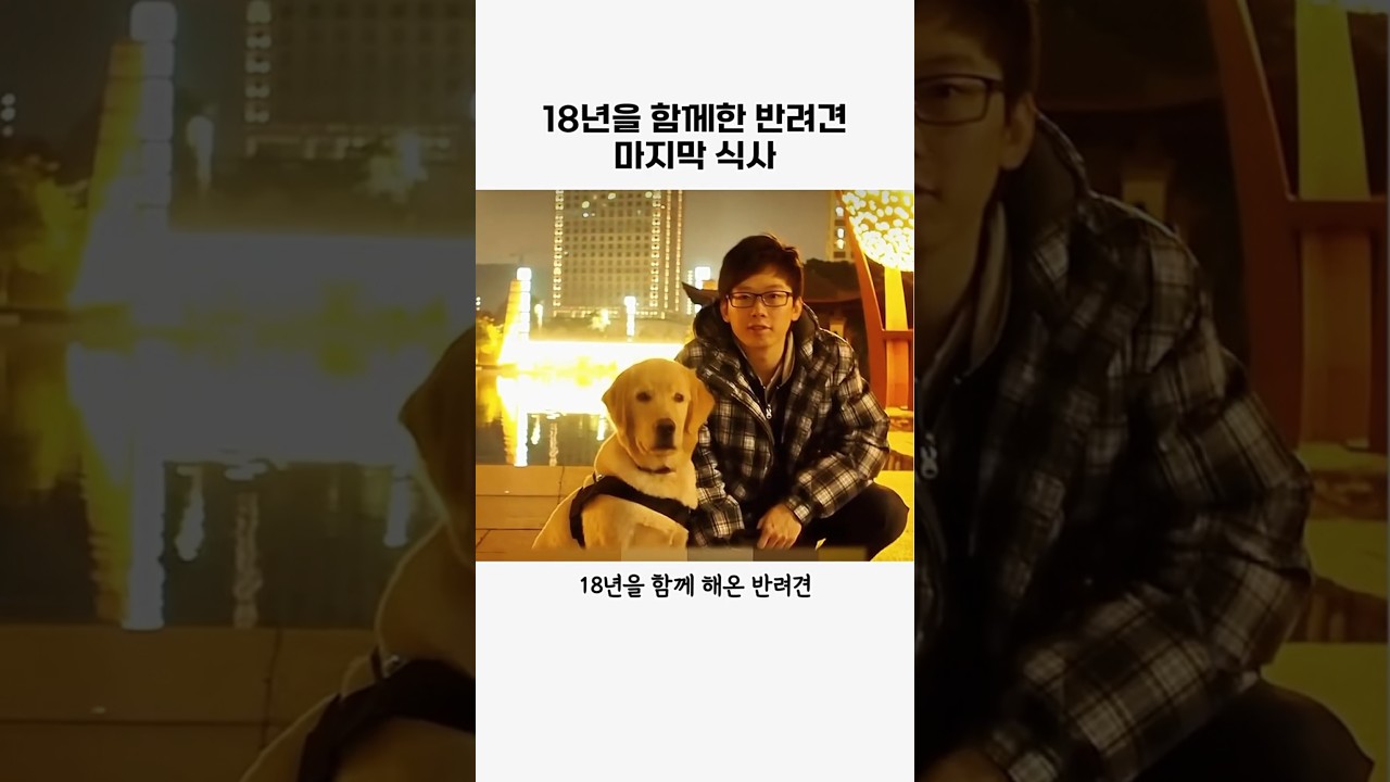내 반려견의 마지막 식사 #반려견#리트리버#동물#감동#animal