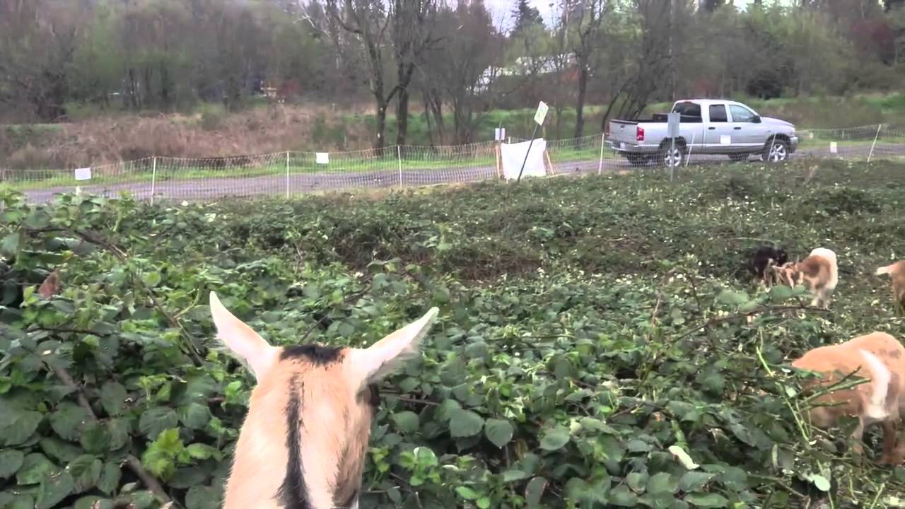 Goats Hired To Eat Blackberry Bushes