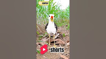 SUARA PIKAT RUAK RUAK AMPUH #youtubeshorts #videoshort