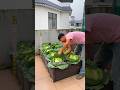 Don't rush to plant the next season's vegetables in a field that has already been used for planting.