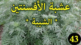 الأفسنتين  العشبة 43 من السلسلة التعريفية بالأعشاب الموجودة في المغرب الشيبة