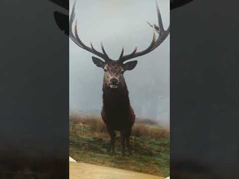 Yellowstone National Park wildlife. Elk. #shorts