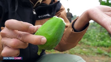 Chữa Rắn Cắn | QUẢ ĐU ĐỦ