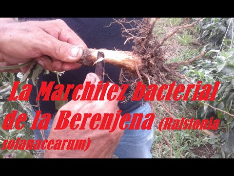 Video: Qué hacer si las berenjenas se marchitan: Manejo de las berenjenas con marchitez por Verticillium