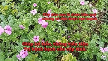 Cây dừa cạn là loại dược liệu quý, nhưng  độc dược cực mạnh giúp trị ung thư.