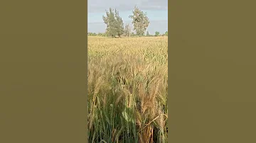 اقترب حصاد سنابل الخير مع صوت الصقور الرائع 