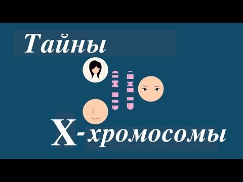 Тайны Х-хромосомы — Робин Болл (TED-Ed на русском)