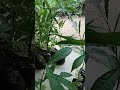 TUTORIAL STEK SLUP JENITRI(RUDHAKSA) JENIS CAWANGAN